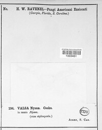 Valsa nyssae image